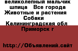 великолепный мальчик шпица - Все города Животные и растения » Собаки   . Калининградская обл.,Приморск г.